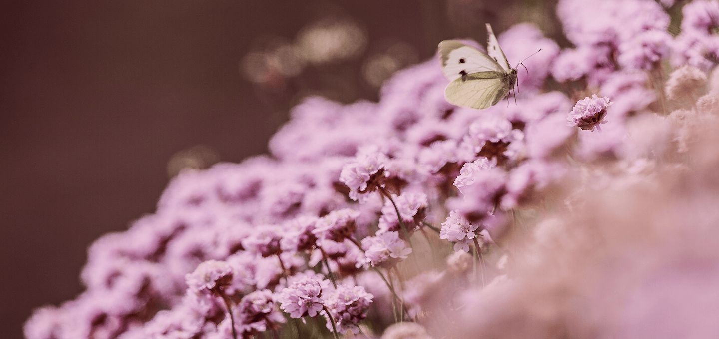 Banner background